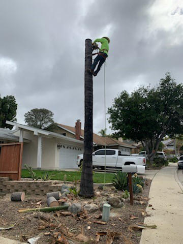 Alex Tree Service - After tree trimming