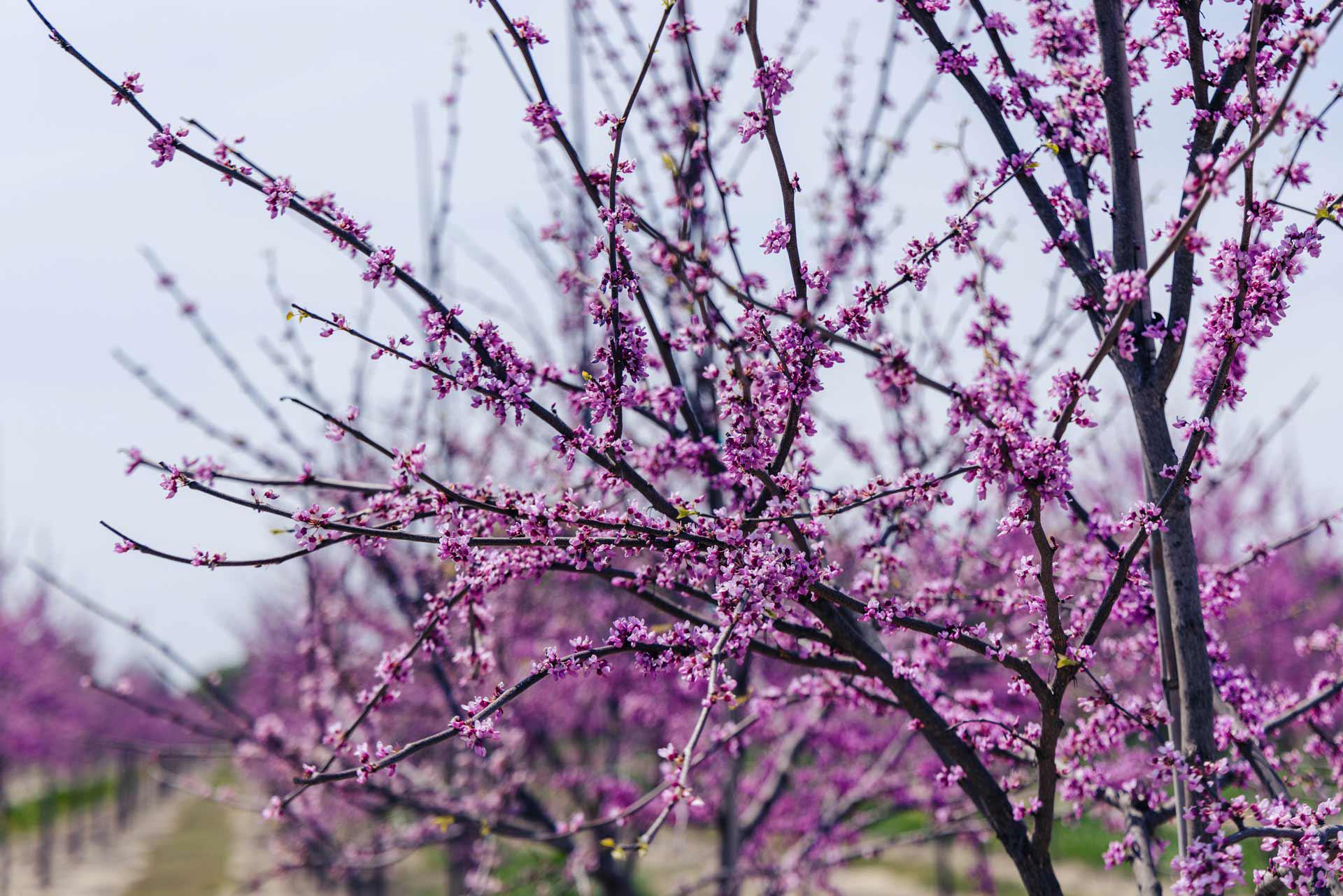 Spring Flowering Redbud Tree