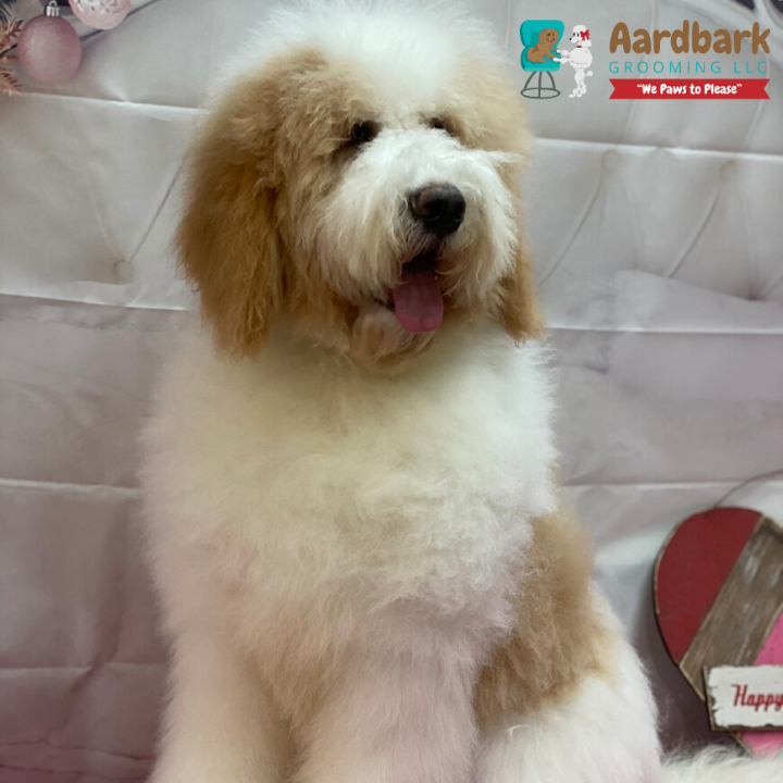 Aardbark Grooming Photo