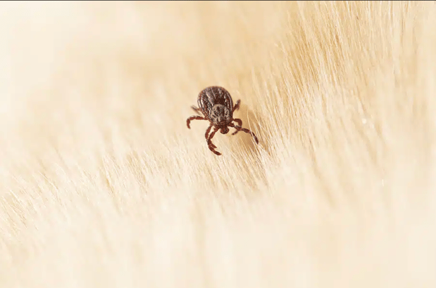 Images Dang Pest Control