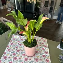 Country Wood Hearts & Lace Image