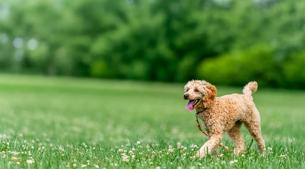 Images Deuce Scooped