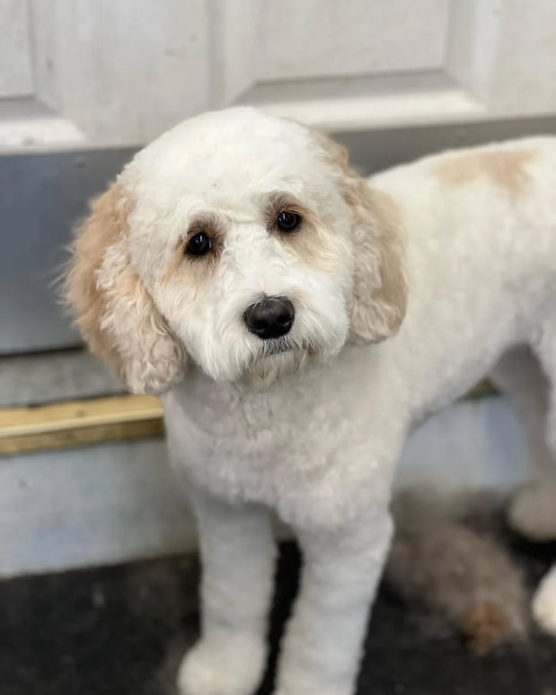 Images Pamper Your Pet II