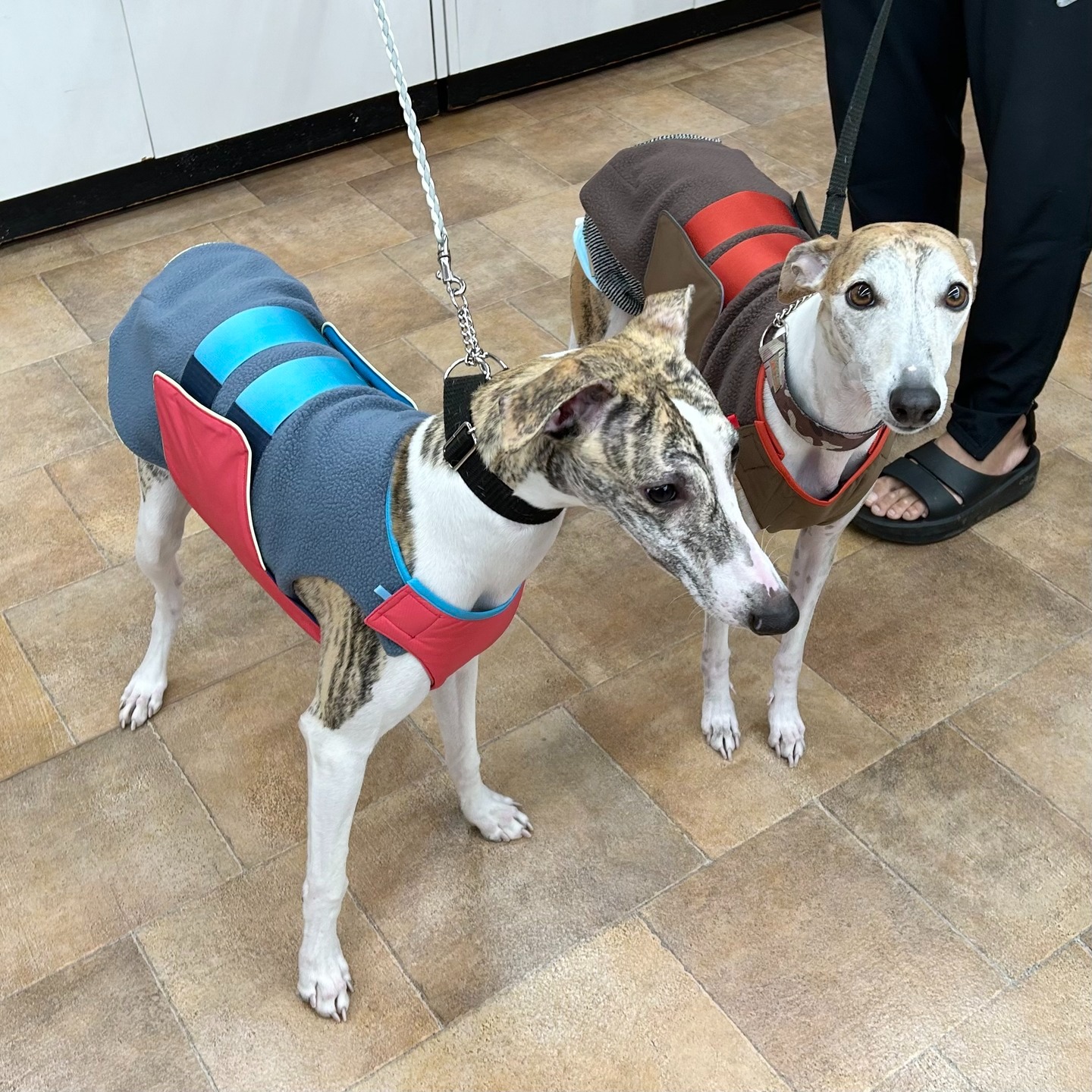 Images たまとポチ 宇津木店