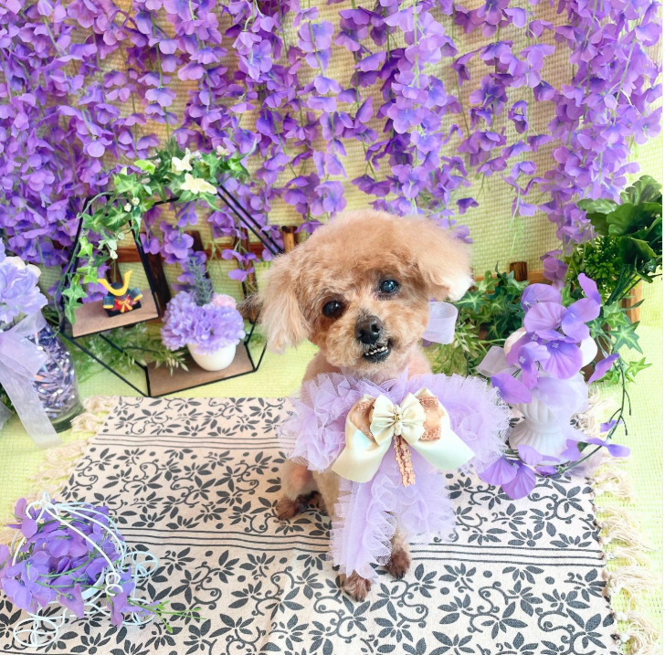 Images dog salon buku2