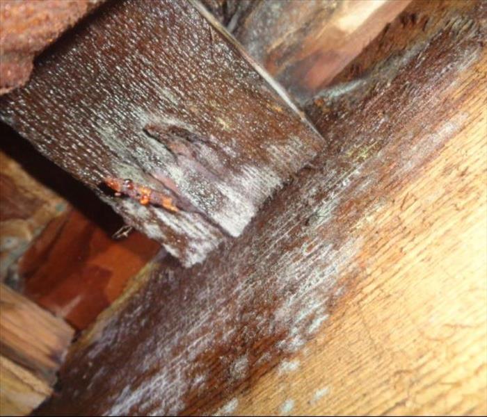 SERVPRO of Silver Lake/ Echo Park was called for possible mold underneath crawlspace. When the tech went underneath home he saw the extent of mold and the reason why there was mold. Us being SERVPRO 