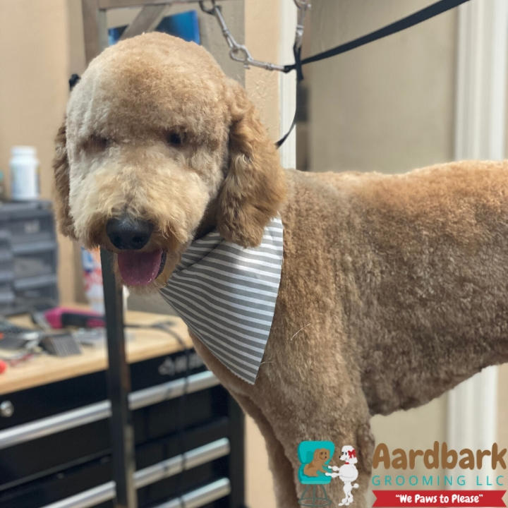 Aardbark Grooming Photo