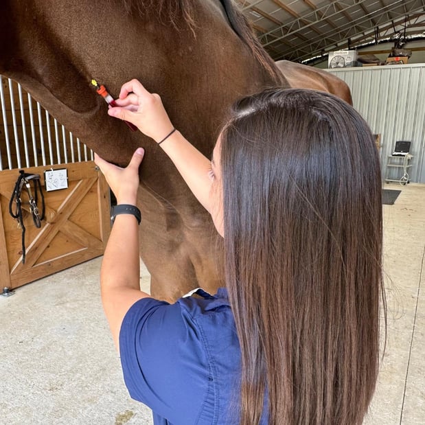 Images FULL CIRCLE EQUINE VETERINARY SERVICES