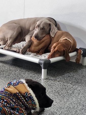 Images Playtime Pet Resort