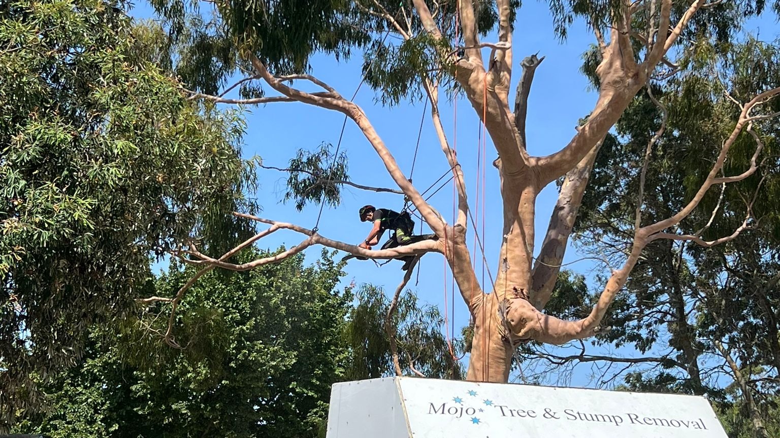 Images Mojo Tree And Stump Removal