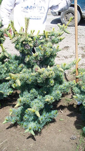 Pinus parviflora nana 'Mount Vernon' Dwarf Japanese White Pine