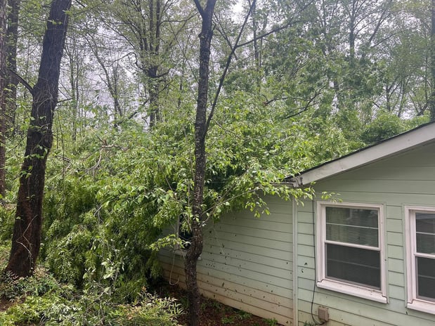 Images Elephant Trunk Tree and Landscaping
