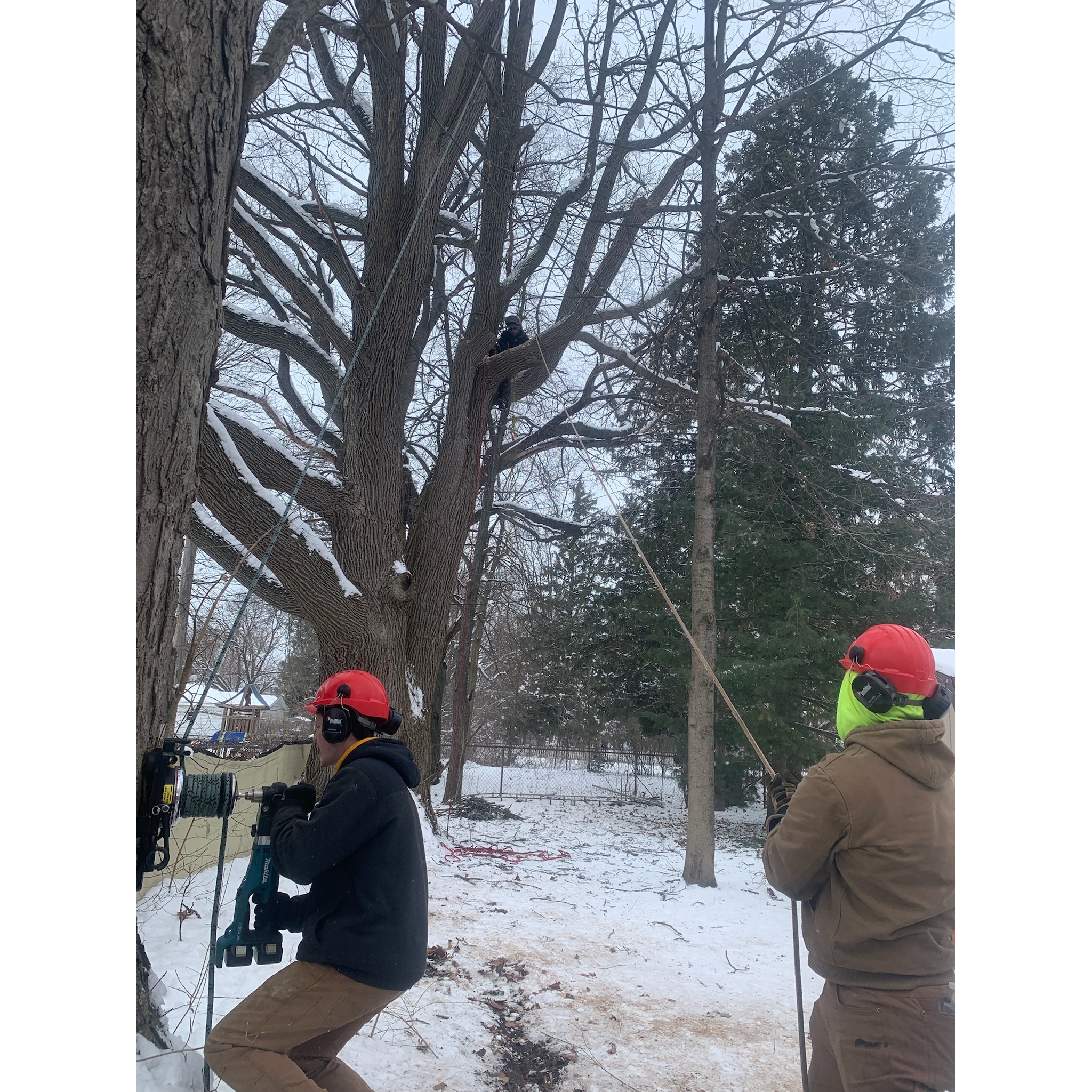tree removal in winter