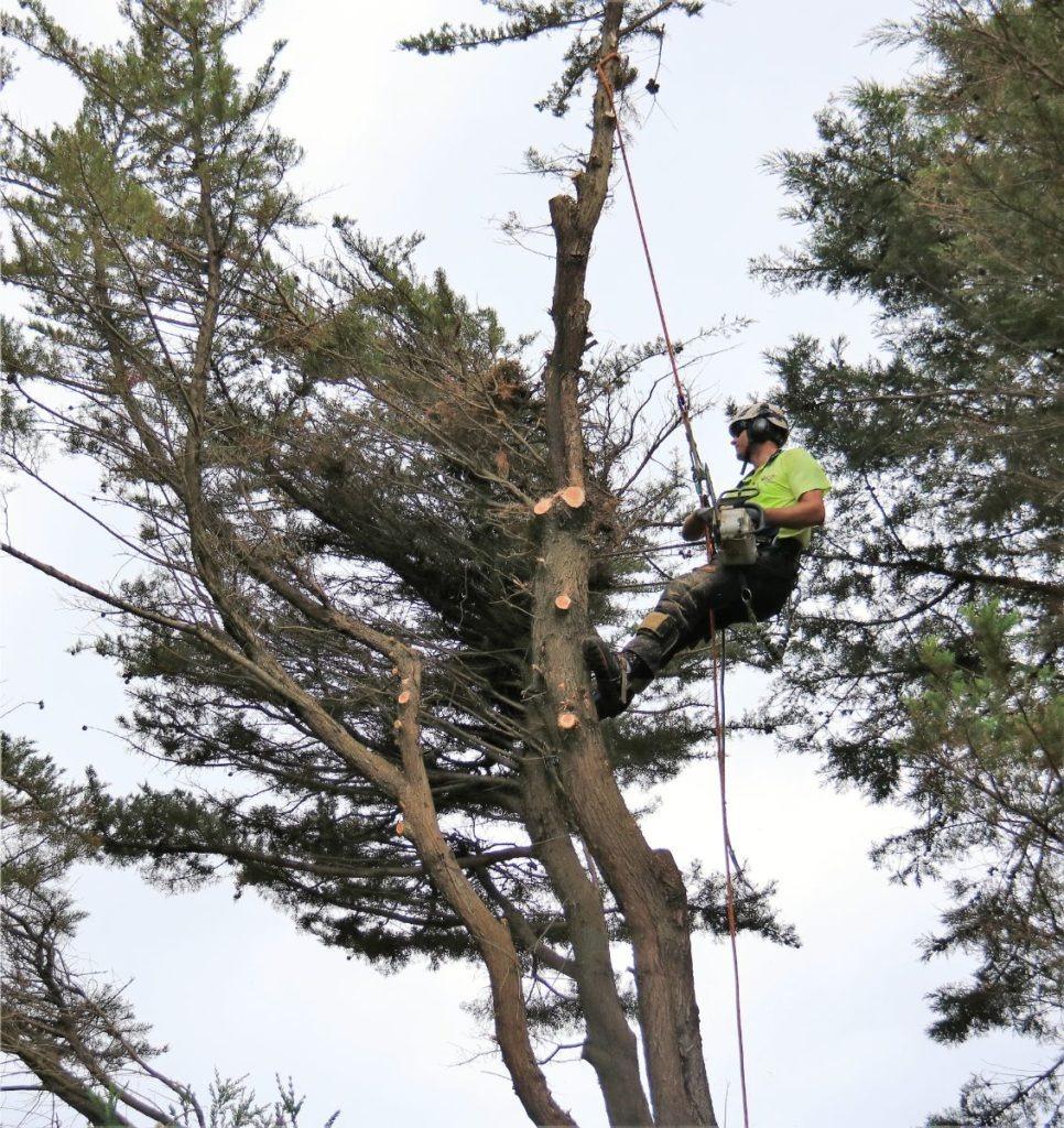 Images Redback Tree Services Greensborough