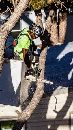 Images King Tree Service