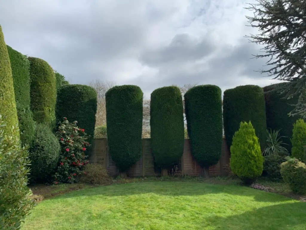 Images Arborex Tree Specialists Ltd