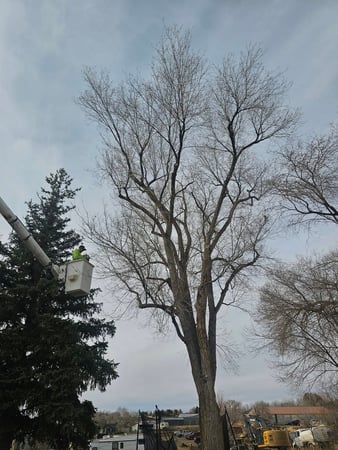 Images H & S Tree Care