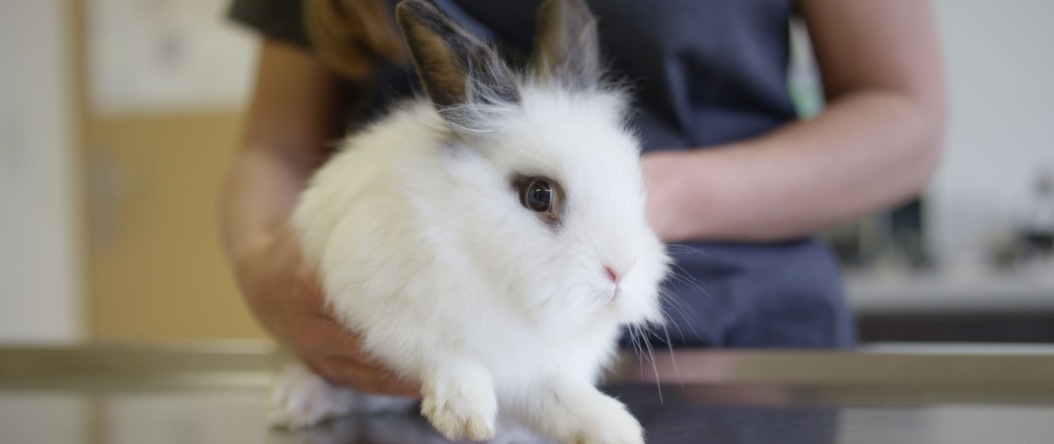 Bilder Vétérinaire des Plaines-du-Loup