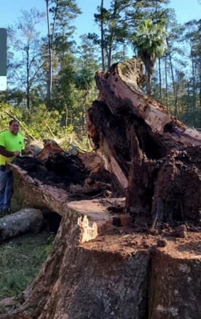 Images Strecker Tree Service