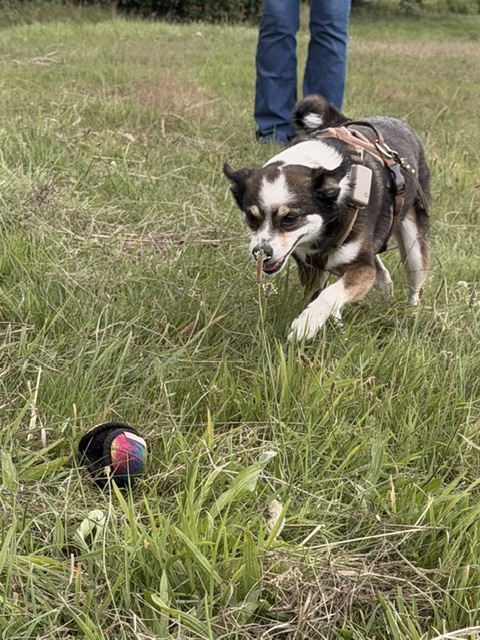 Hundeschule DogGeeks® TonCane: Online & Mobil, Voßbarg 23 in Seevetal