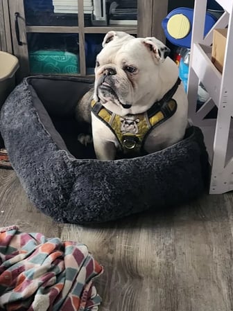 Images Resting Rainbow Pet Cremation of Orlando