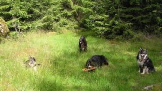 Images Stora Skogens Hundpensionat