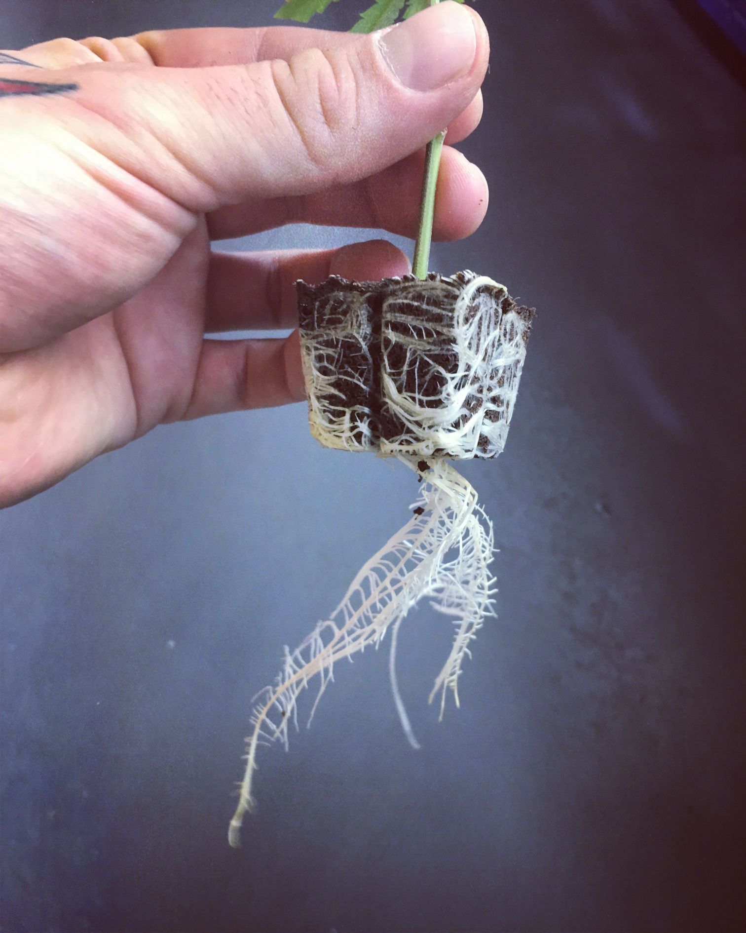 Sensimilla Affoltern am Albis, Zürichstrasse 67 in Affoltern am Albis