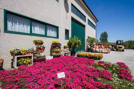 Images Vivaio Mignogna