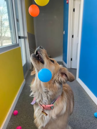 Images Playtime Pet Resort