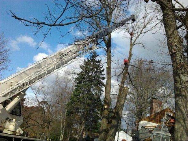 Carroll and Company Tree Service