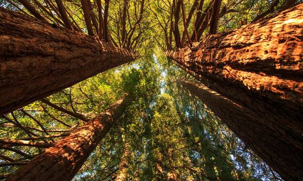 Images Theorem Vineyards