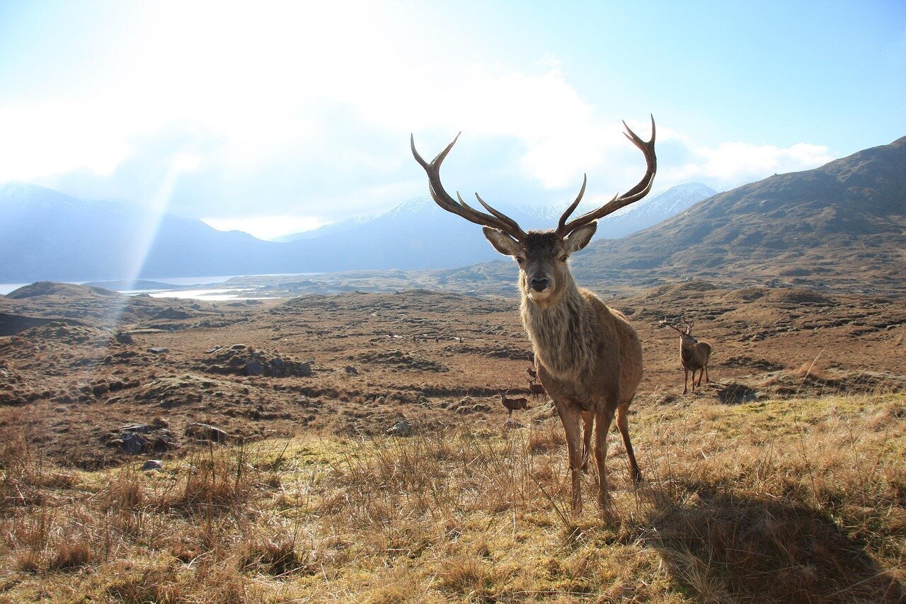 Images North Norfolk Deer Management