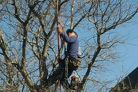 SA Total Tree Service Photo