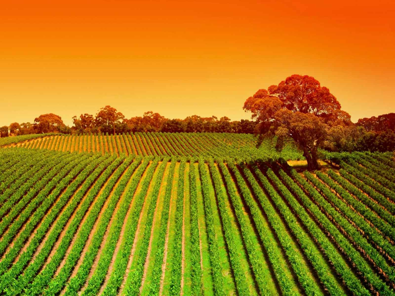 Images Agrifutura srl