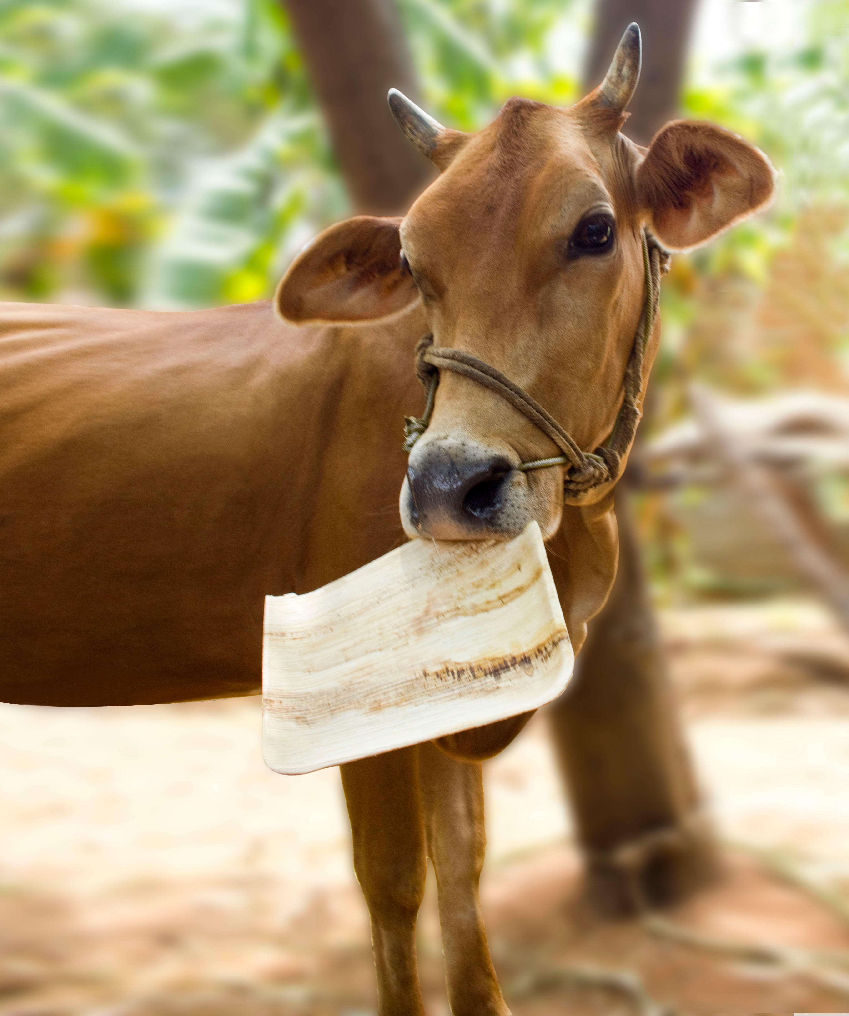 Leef Blattwerk GmbH, Kiefholzstrasse 1 in Berlin