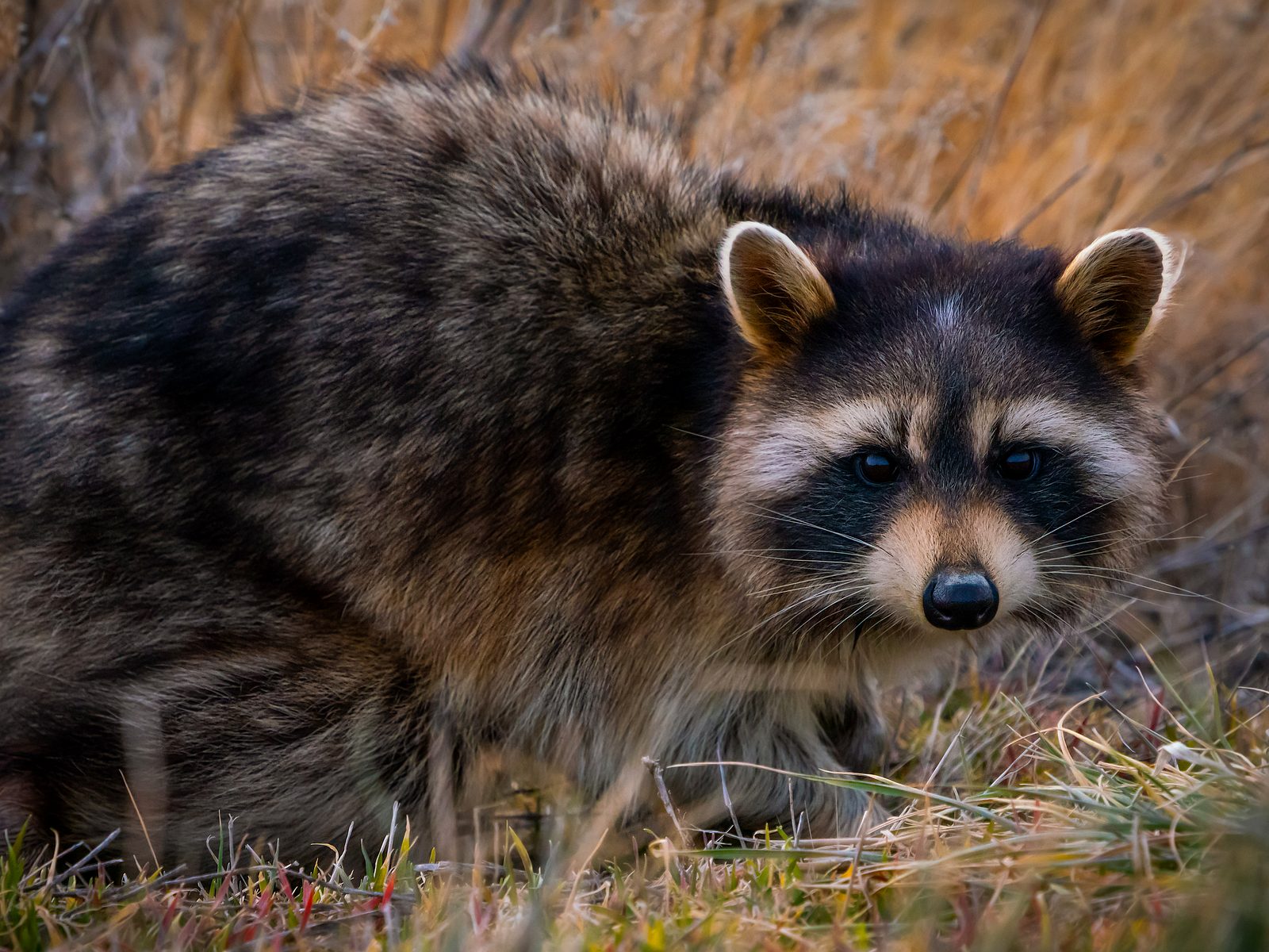 The Wildlife Professionals