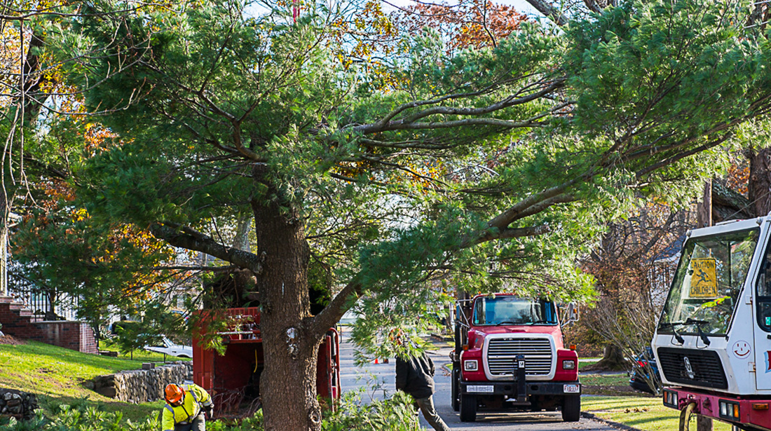 Northshore Tree Services Inc.