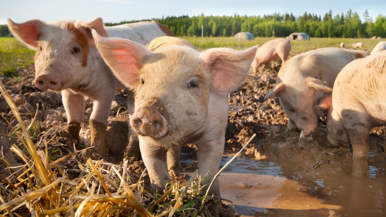 Images Bornholms Heste- & Kreaturforsikring G/S