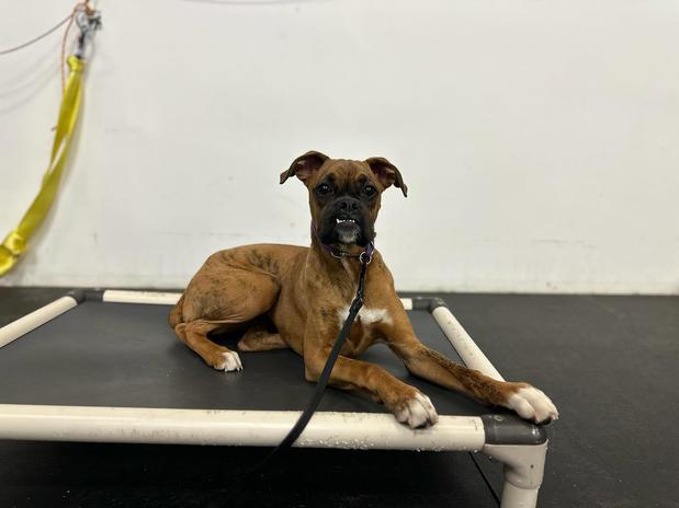 Images Unleashed K9 Of Minnesota