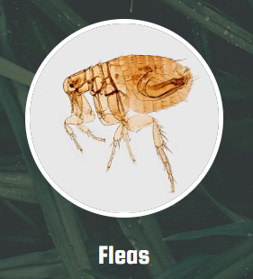 Flea Problem? These pests pose a serious threat because of their ability to spread infection and diseases. Our estimate for treatment is 100% free! We exterminate all fleas and any larvae forming, and give a detailed list of preventative measures!