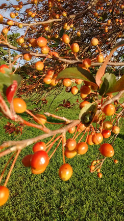 Images Covenant Presbyterian Church