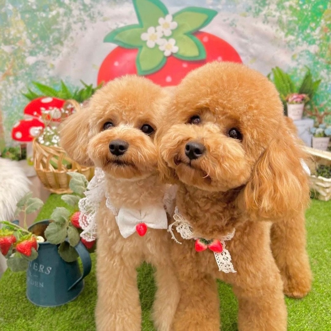 Images ドッグサロン モナ&マリー