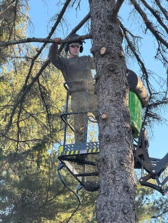 Images Hungry Beaver Tree Service