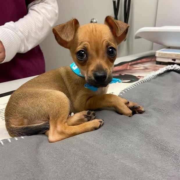 Images West Side Veterinary Hospital