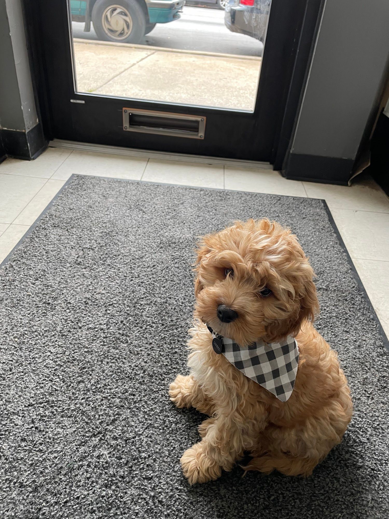 A small fluffy brown puppy wearing a checkered bandana sits on a gray indoor mat near a glass door, looking upward with curious eyes in a bright indoor space.