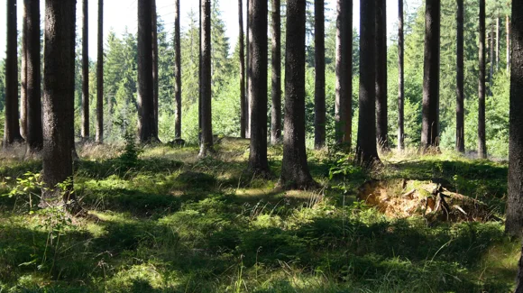 Images Metsänhoitoyhdistys Pirkanmaa ry Mouhijärvi