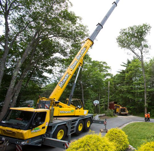Images KD Rochester Tree Service