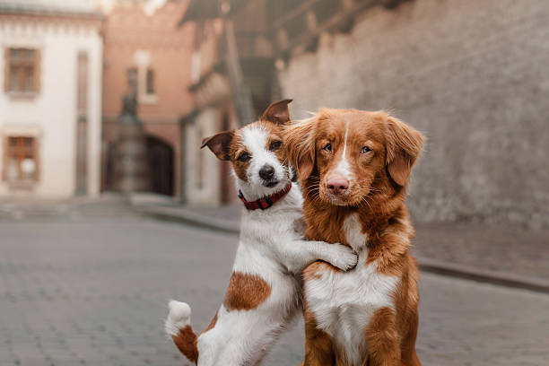 Images Scoopy Doo