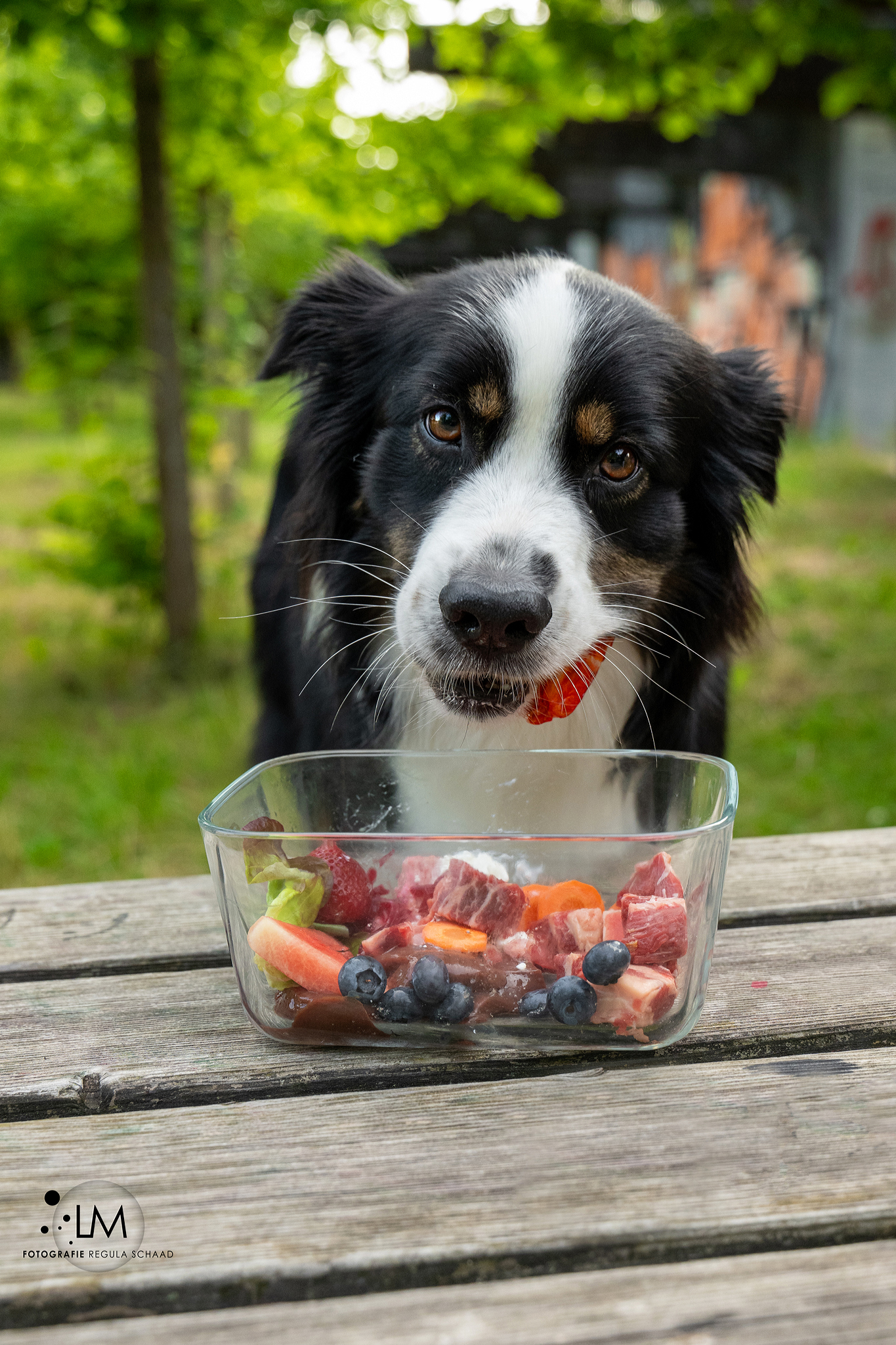Bilder Lina, Hundert Prozent wau, Gesundheit, Training und Unterstützung für Hunde und ihre Menschen, Sandra Egli
