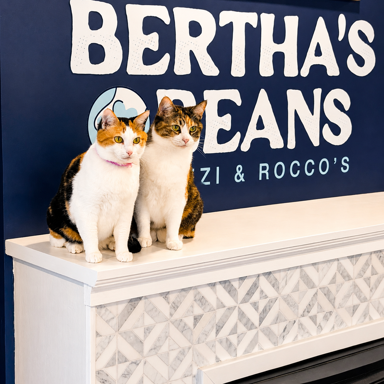 Meet two adorable resident cats at Bertha's Beans Cat Café! Relax in a cozy, cat-friendly space wher 